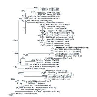 Bayesian Inferred Phylogenetic Tree Showing Relationships Between