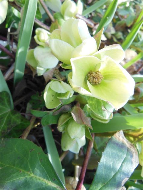 Hurray For Hellebores FineGardening In 2024 Fine Gardening First