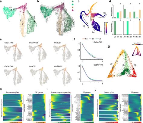 Differentiation trajectories of ground tissue a UMAP plot showing ... 