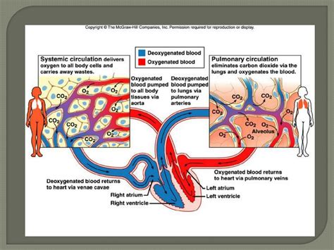 PPT - What is the cardiovascular system? The heart is a double pump ...