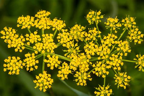 Yellow Wild Parsnip Flowers From Newbury New Hampshire Stock Photo