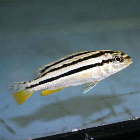 Freshwater Aquarium Fish With Black Stripes Beun Aquarium Fish