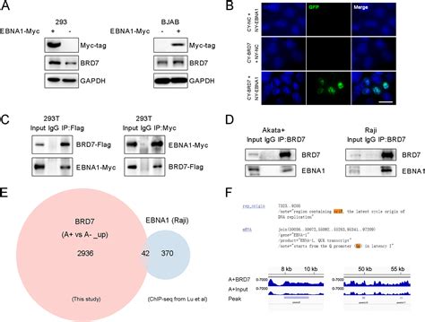 Epstein Barr Virus Synergizes With Brd To Conquer C Myc Mediated Viral