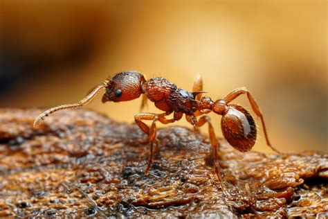 Ants Control in Sacramento, CA | Golden Hills Pest Control