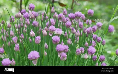 Purple Chives Flower Or Wild Chives Flowering Onion Garlic Chives