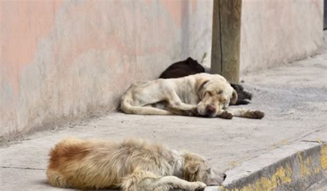 Aumenta PoblaciÓn De Perros Callejeros En N C G