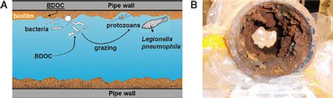 1 Introduction Management Of Legionella In Water Systems The National Academies Press