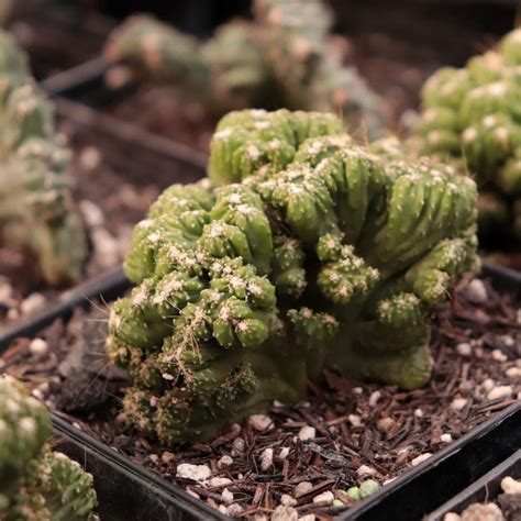 Plantaeplanta Cereus Cv Wild Crest
