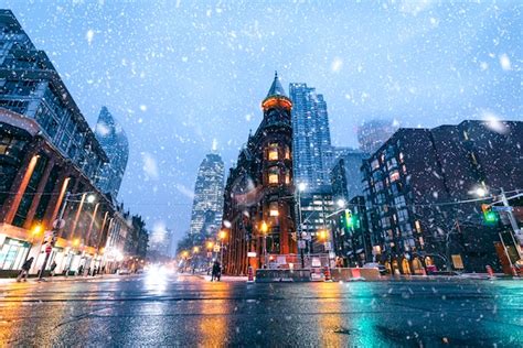 Coruja das Neves é Avistada no Central Park de Nova York O mundo dos