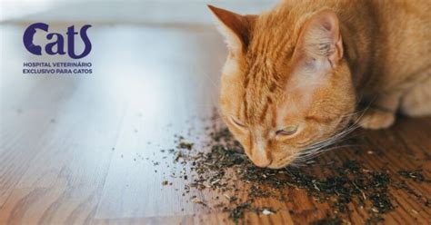 Fa A Seu Gato Feliz Conhe A Os Cinco Pilares Do Bem Estar Felino