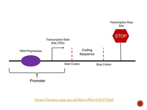 Structure Of Eukaryotic Promoter Pptx