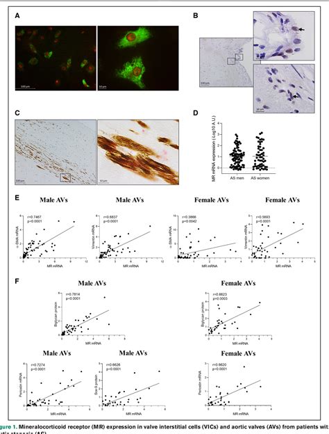 Figure 1 From Sex Related Signaling Of Aldosterone Mineralocorticoid