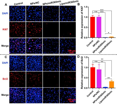 Murine Mc38 Colon Cancer Cell Lines ATCC Bioz