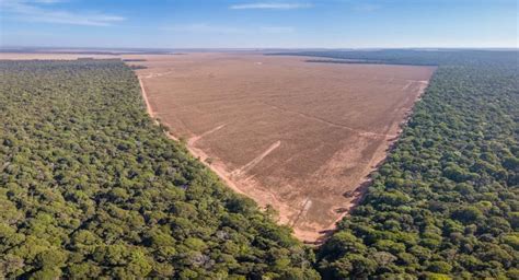 Desmatamento Na Amaz Nia Agravou Secas E Altas Temperaturas Diz Onu