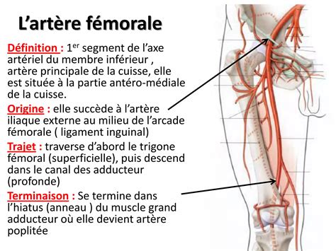 Anatomie Vascularisation Du Membre Inferieur Pdf