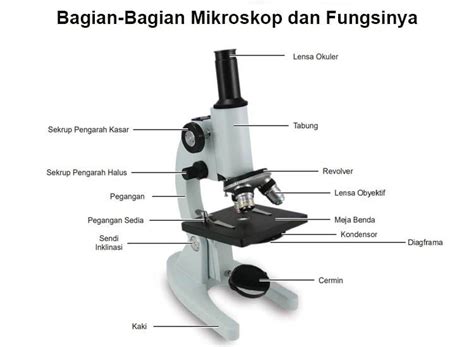 Penjelasan Lengkap Bagian Bagian Mikroskop Dan Fungsinya