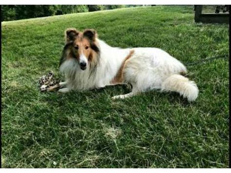 5 Females And 2 Males Rough Collie Puppies For Sale Vanceburg Puppies