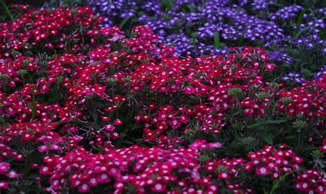 Verbena Kukat Verbenaceae Ilmainen Valokuva Pixabayssa