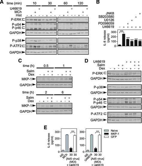 MAPK Activation And Their Role In The Induction And Repression Of IL 8