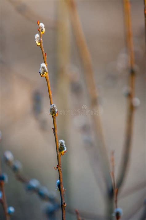 Blossoming Buds Of Pussy Willow On Branches In The Spring Forest At Sunset In April Salix