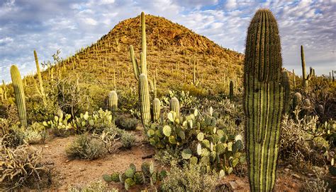 Saguaro National Park Visitor Guide