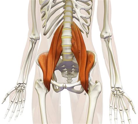 The Psoas Muscle . . . What and Where Is That? | Set Physical Therapy