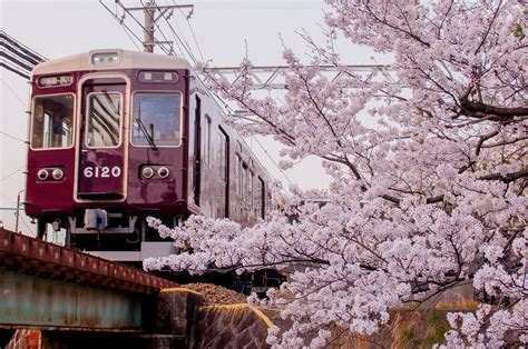 Nimo＠やーぐまい On Twitter 夙川に桜撮影行ってきました～🌸 満開でした♪ ＠夙川公園兵庫県 20180329