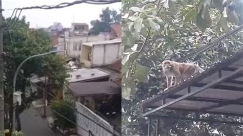 Viral Video Kelompok Monyet Berkeliaran Di Kota Bandung Ada Di