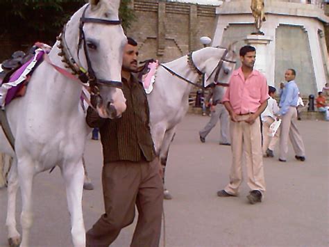 Shimla mall road horse riding - India Travel Forum | IndiaMike.com