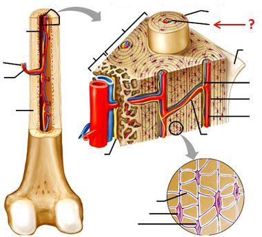 Bone Anatomy Part II Flashcards Quizlet