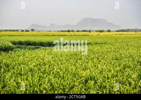 Rice Paddy Fields At Sadan Cave Aka Saddar Caves Hpa An Kayin State