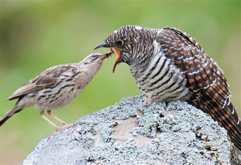 Days Uganda Birding Safari And Gorilla Trekking