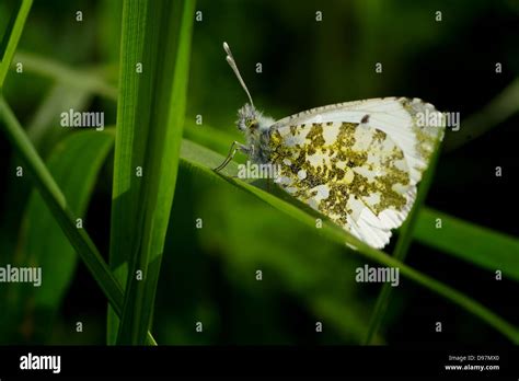 Female Orange Tip Butterfly Stock Photo Alamy