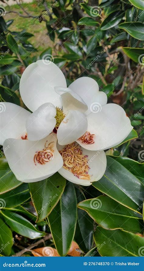 Southern Magnolia Grandiflora Tree Flower Stock Photo - Image of ...