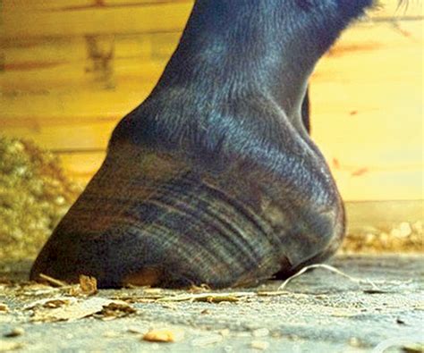 List 101 Pictures Pictures Of Laminitis In Horses Updated