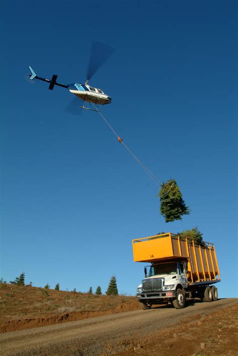 The Global Christmas Tree Trade Starts With Helicopter Harvesting