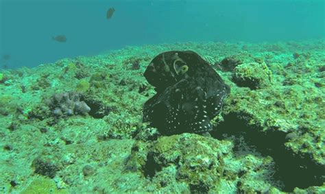 🔥Octopus changing appearance to hide from predators. : r/NatureIsFuckingLit