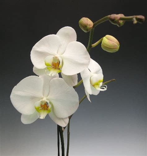 More Orchids for Mother's Day | Orchidaceous! Orchid Blog