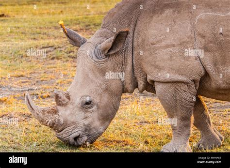 White rhinoceros in Kenya, Africa Stock Photo - Alamy