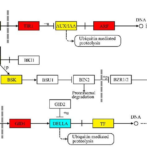 Gene Expression Related To Biosynthesis Pathway Of Lignin In P