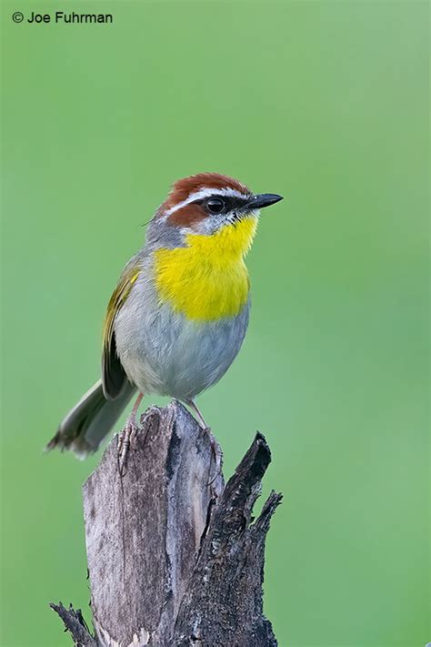 Rufous Capped Warbler Joe Fuhrman Photography