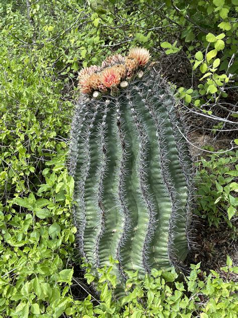 Ferocactus Townsendianus In October 2023 By Glenn Ehrenberg INaturalist