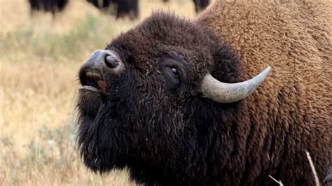 Reckless Yellowstone visitor corners bison during the rut while ...