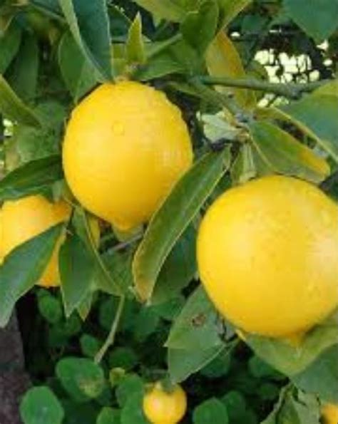 A Grade Maharashtra Lemon Packaging Size 20 Kg Packaging Type