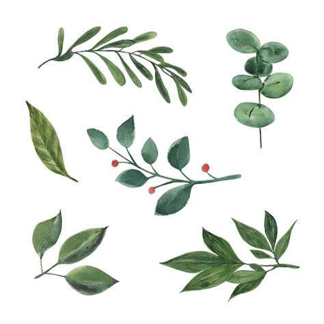 Premium Vector Vector Hand Painted Watercolor Collection Of Green Plants