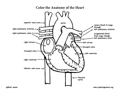 Anatomy Coloring Page Coloring Pages