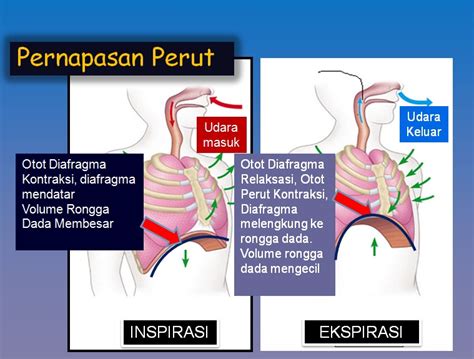 Mekanisme Pernapasan De Biology