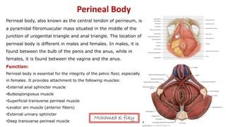 Anatomy Of Perineum Urogenital Triangle PPT