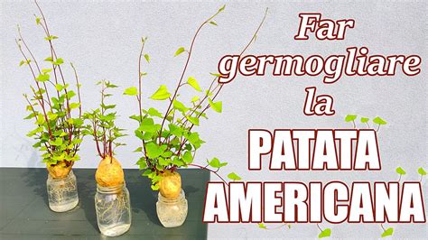 Far Germogliare La Patata Americana Patata Dolce E Ottenere Una