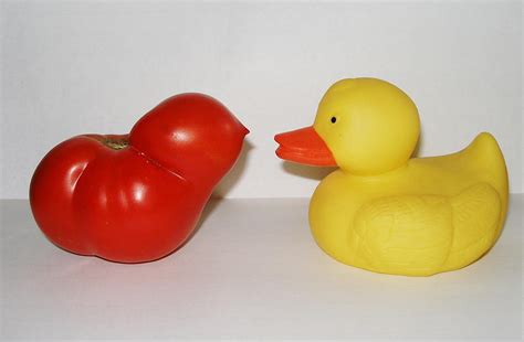 Tomato And Duck Photograph By Nancy Mell Fine Art America